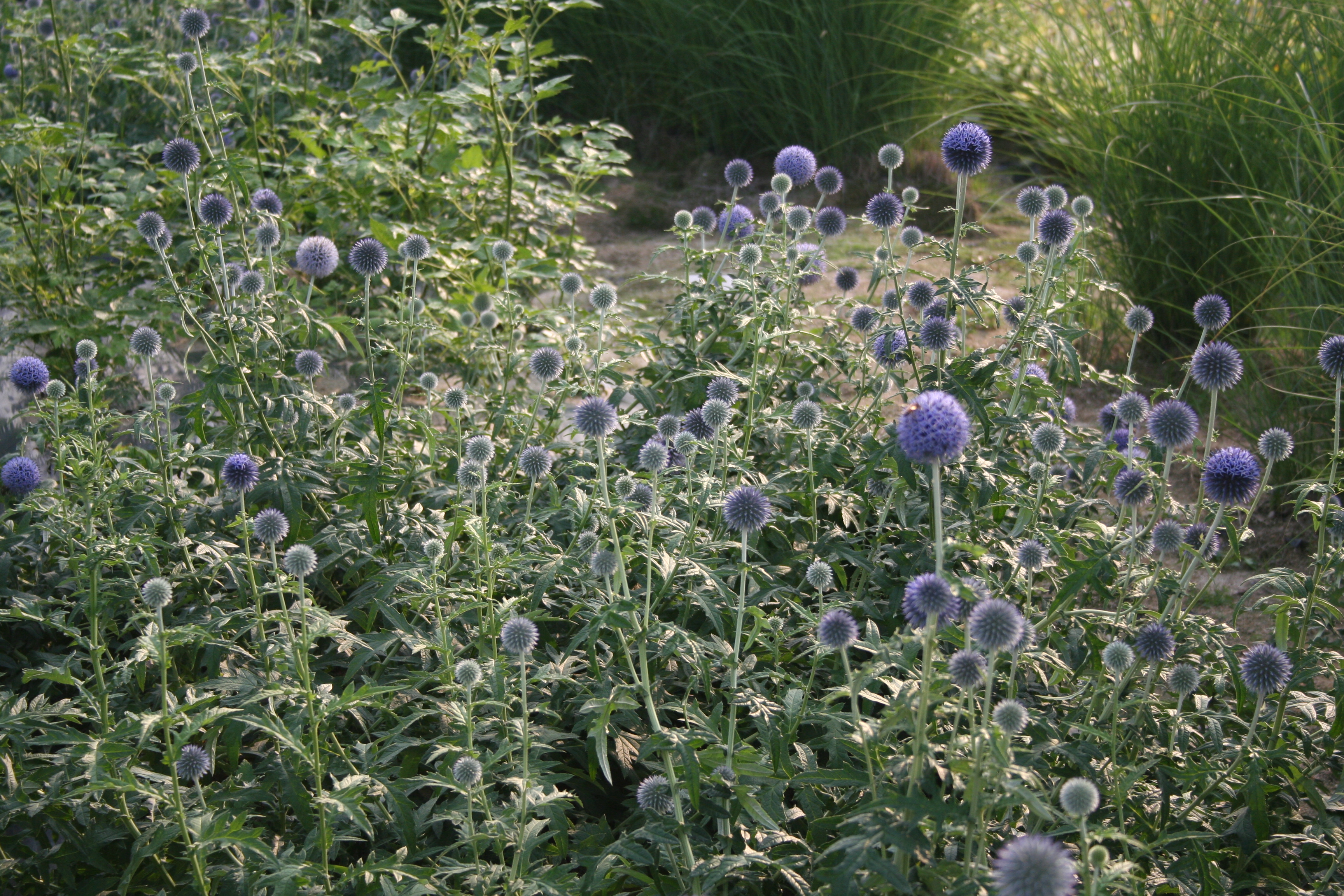 Echinops ritro